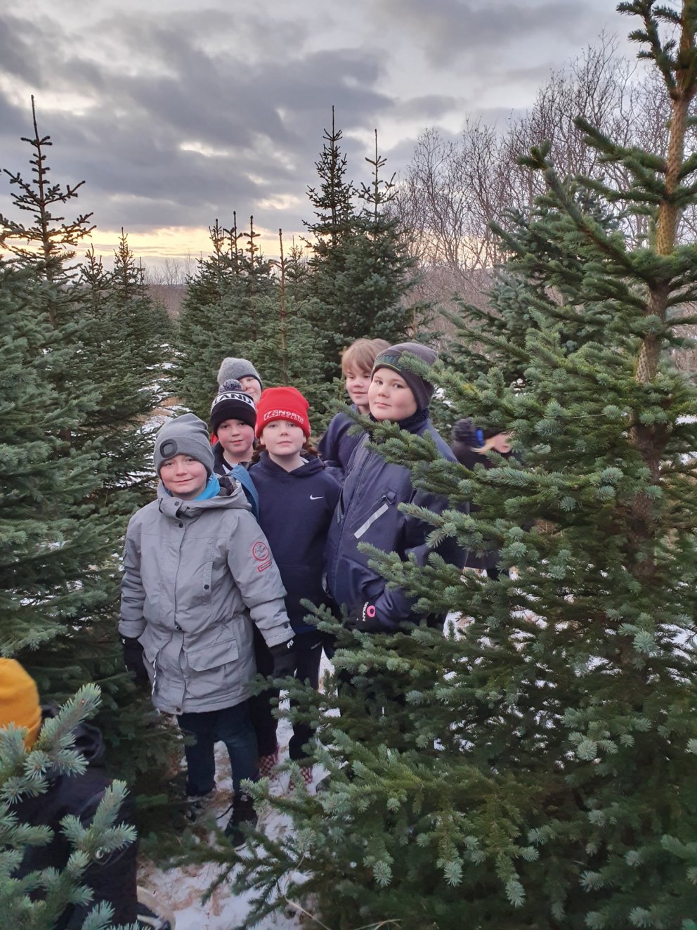 Jólatré sótt í skóga Prestsbakkakots