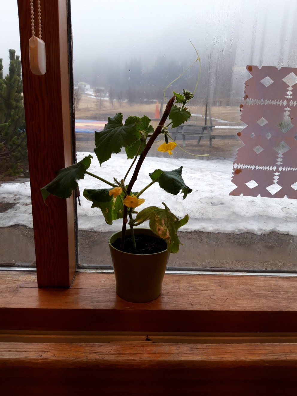 Skólastarf á tímum COVID 19