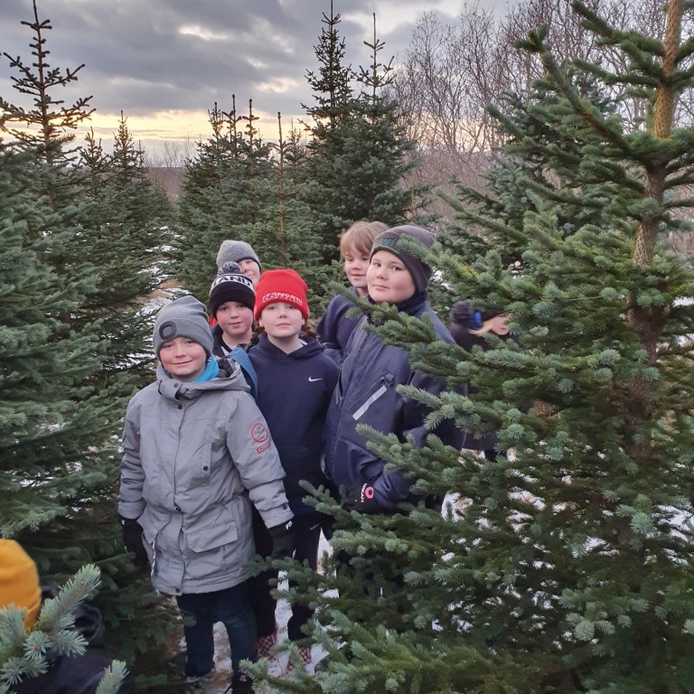 Jólatré sótt í skóga Prestsbakkakots