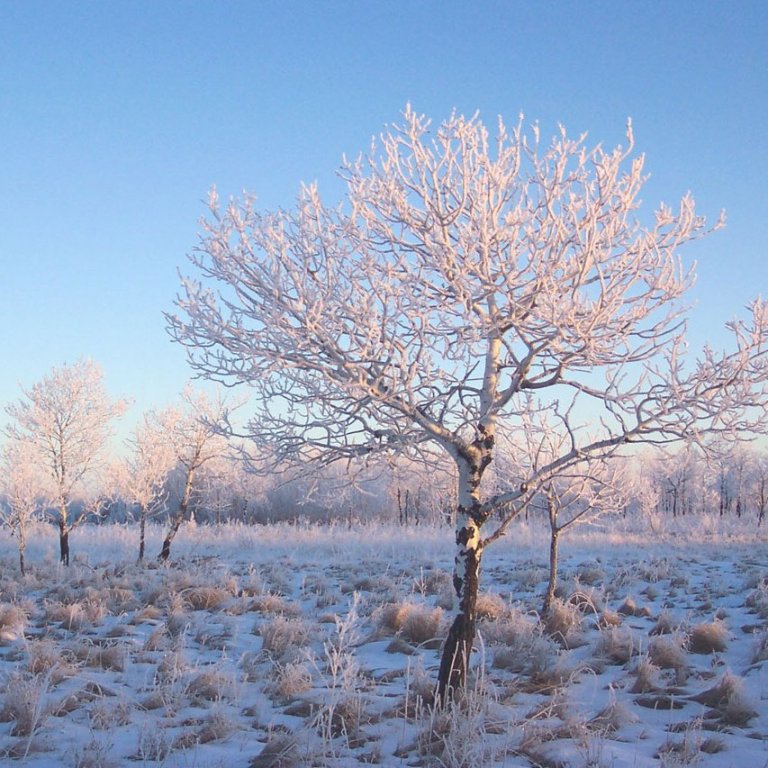 Vind lægir í nótt