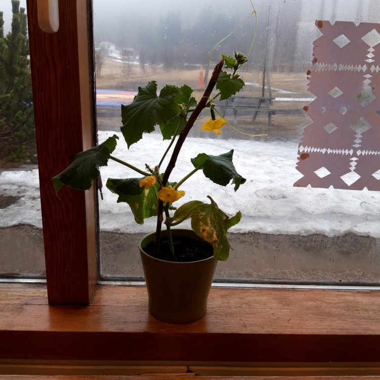 Skólastarf á tímum COVID 19